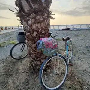 Платан-Paradise - 45