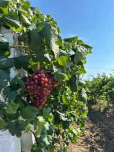 Клубный-дом-янтарь - 26