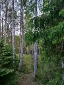 База отдыха у Игнойлы - 21