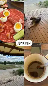 Дрозды - 23