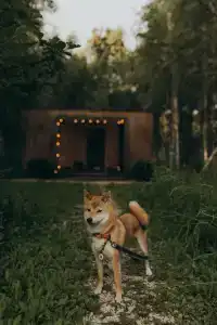 Два зайца - 4