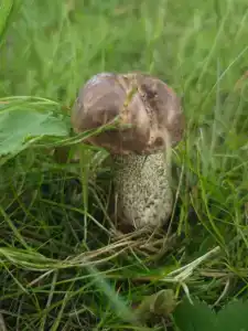 Серебряный Ключ - 91