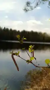 Морошка Эко Вилладж - 38