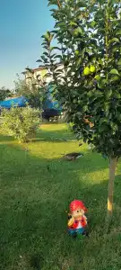 у Олега - 13