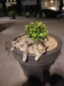 The Gs Istanbul - 36