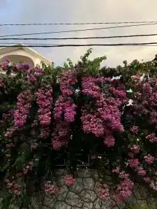 Malbec - 9