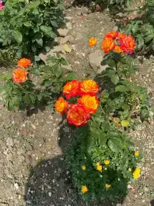 Морской - 36