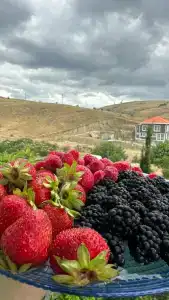 Кипарис - 12