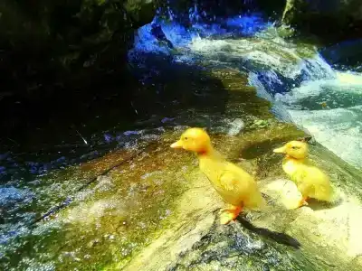 Park Avenue Yerevan - 12