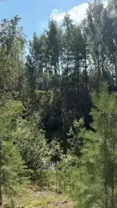 Магия леса - 61