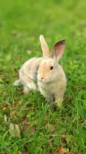 Арт-усадьба АРШин - 28