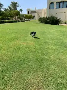 Steigenberger Aqua Magic Red Sea - 54