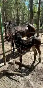 Бригантина - 12