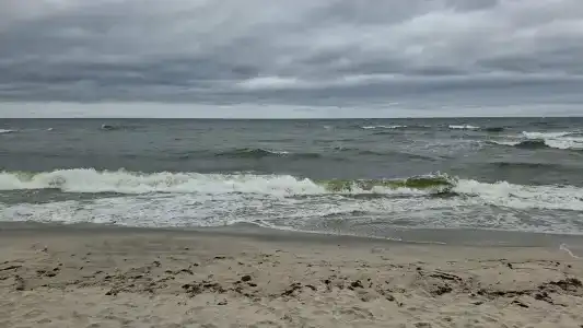 Золотая Орхидея - 86