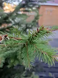 Лунный свет - 29