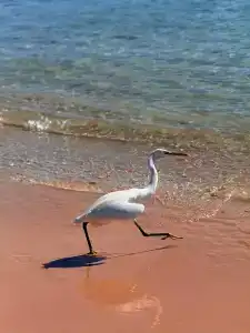 Pyramisa Beach Resort Sahl Hasheesh - 18