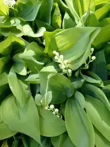 Кристалл - 45