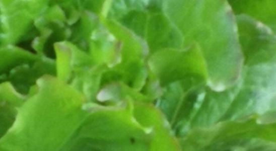 La Mimosa Case Vacanze - 45