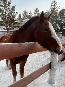 Багратион - 9