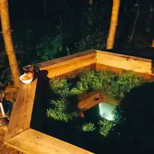 Сосны. Пространствие - 85