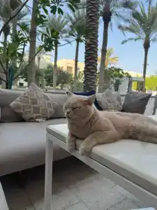 Palace Beach Resort - 16