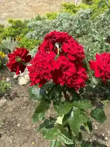 Морской - 43