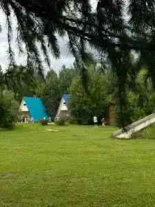 Золотой фазан - 3