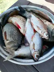 Рыбаградъ - 86