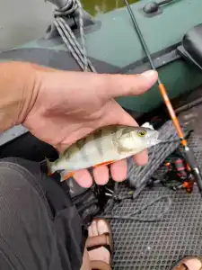 Смородина - 85