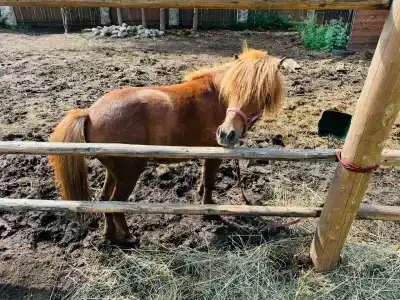 Сокольский Бор - 10