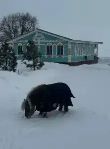Хвалынская усадьба - 23