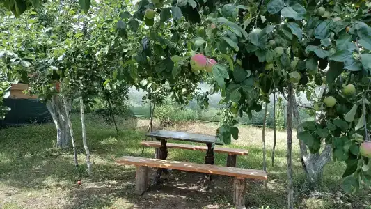 Дом Жар-Птицы - 28