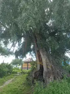 Согринский берег - 11