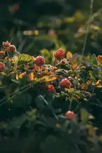 Олёнка лодж - 18