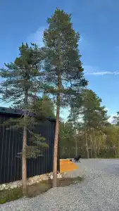 ЛеСъ - 5