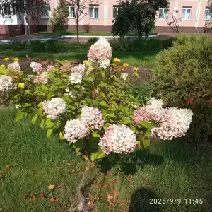Домашово - 4