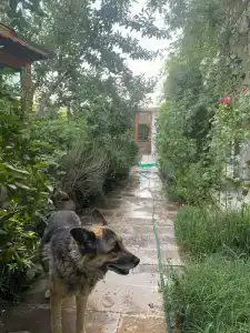 Kemal's Guest House - 10