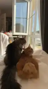 Оленевка Village - 79