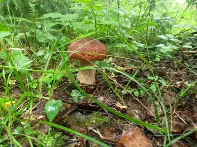 Остров Зеленый - 31