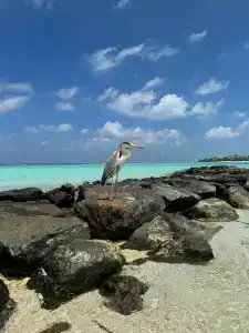 Hard Rock Maldives - 6
