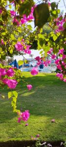 Desert Rose Resort - 54