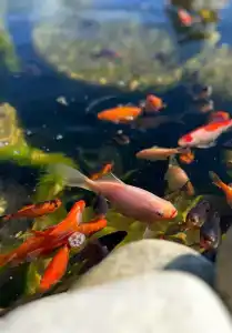 Загородное - 81