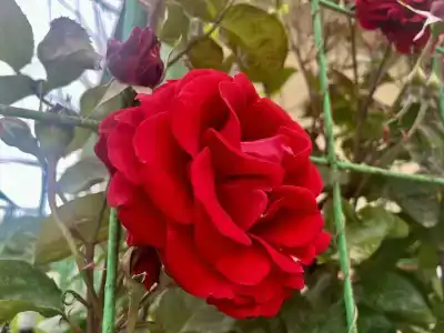 В гостях у Риты - 13