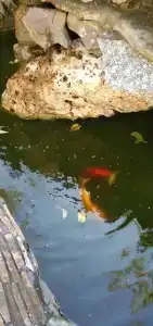 Белая Березка - 38