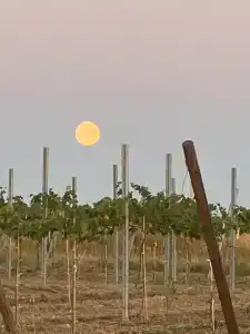 Фридом Веселовка - 58