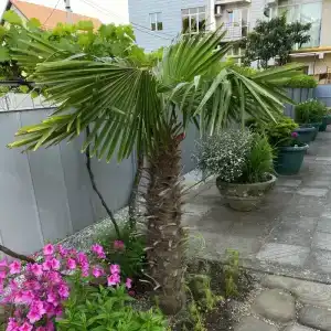 Виола - Рыбацкий - 5