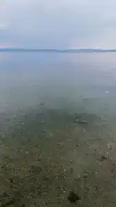 Зеленый бор - 11