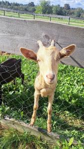 Усадьба Долгорукий - 77