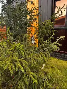 Тихий - 33