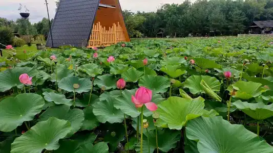Хуторок - 46